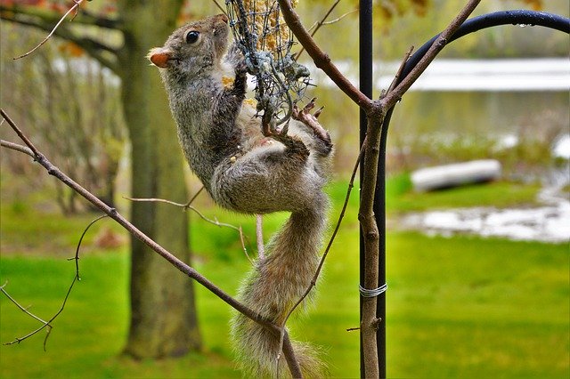 Free download Squirrel Female Belly View Sharp -  free photo or picture to be edited with GIMP online image editor