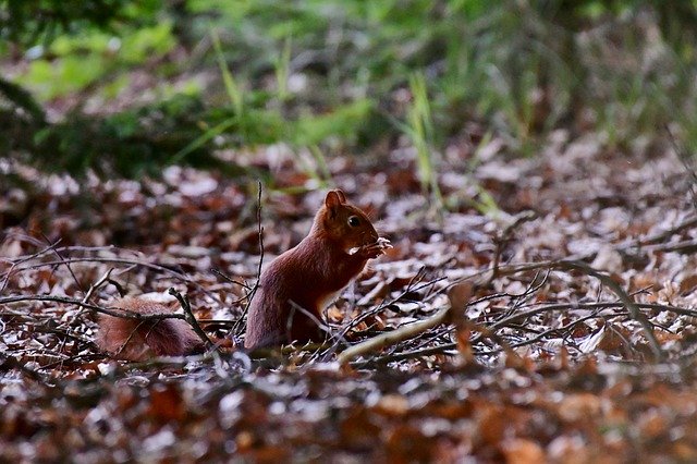 Descărcare gratuită Squirrel Forest Mammal - fotografie sau imagini gratuite pentru a fi editate cu editorul de imagini online GIMP