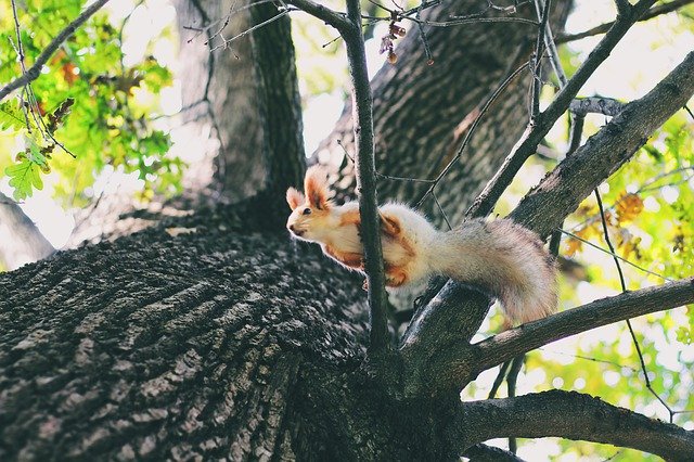 Free picture Squirrel Forest Tree -  to be edited by GIMP free image editor by OffiDocs