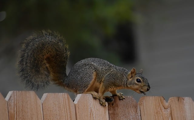 Free download squirrel fox squirrel animal free picture to be edited with GIMP free online image editor