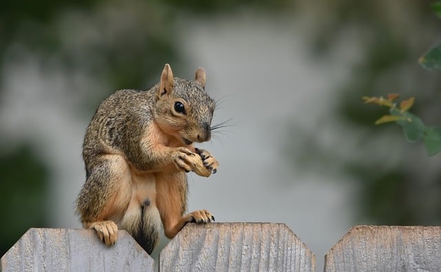 Free download squirrel fox squirrel animal nature free picture to be edited with GIMP free online image editor