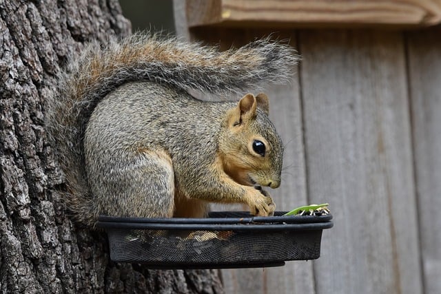 Free download squirrel fox squirrel foraging free picture to be edited with GIMP free online image editor