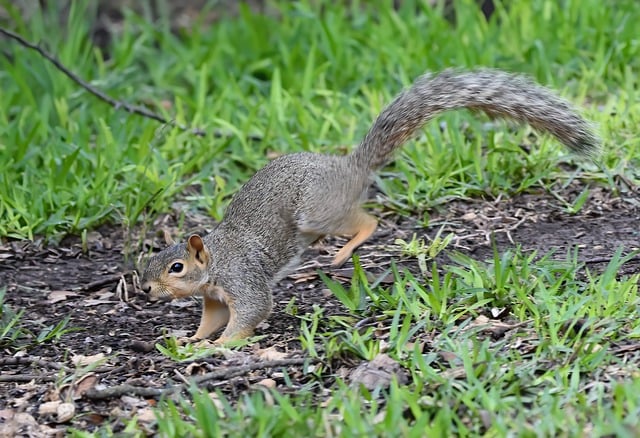 Free download squirrel fox squirrel jumping free picture to be edited with GIMP free online image editor