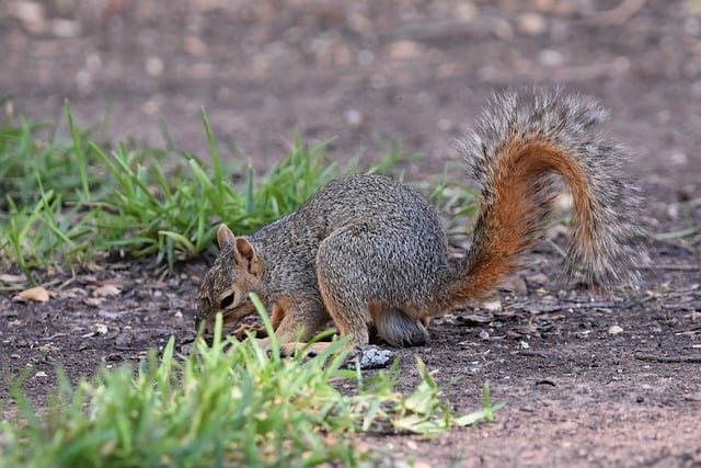 Free download squirrel fox squirrel nature free picture to be edited with GIMP free online image editor