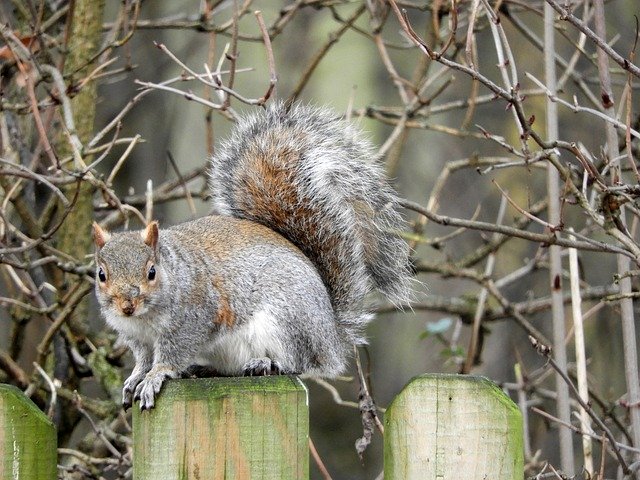 Free download Squirrel Grey -  free photo or picture to be edited with GIMP online image editor