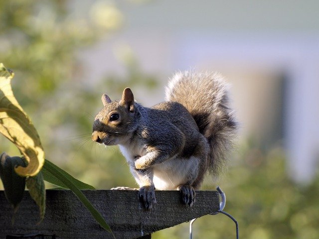 Muat turun percuma Squirrel Grey Cute - foto atau gambar percuma untuk diedit dengan editor imej dalam talian GIMP