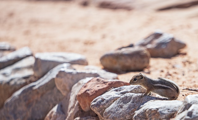 Free download squirrel ground sand rock desert free picture to be edited with GIMP free online image editor