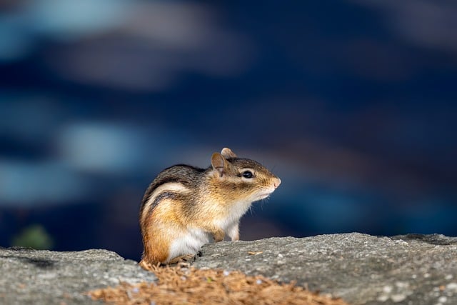 Free download squirrel hd wallpaper animal free picture to be edited with GIMP free online image editor