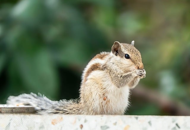 Free download squirrel indian squirrel animal free picture to be edited with GIMP free online image editor