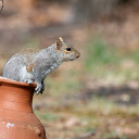 Squirrel in the Jar  screen for extension Chrome web store in OffiDocs Chromium