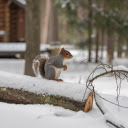 Squirrel in the snow  screen for extension Chrome web store in OffiDocs Chromium