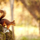 Squirrel in the Tree: A Tiny Acrobat of the Forest  screen for extension Chrome web store in OffiDocs Chromium