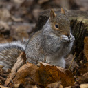 Squirrel looking for food  screen for extension Chrome web store in OffiDocs Chromium
