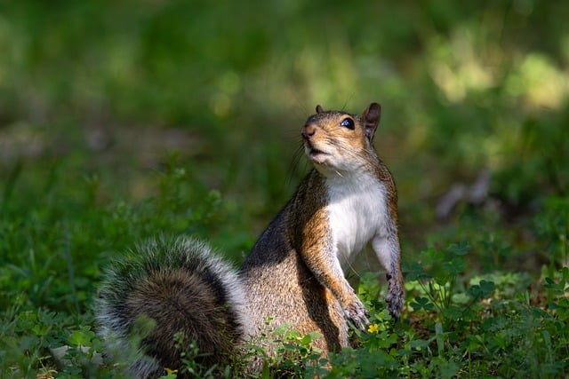 Free download squirrel looking grass clovers free picture to be edited with GIMP free online image editor