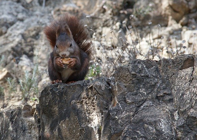 Free download Squirrel Malaga Andalusia -  free photo or picture to be edited with GIMP online image editor