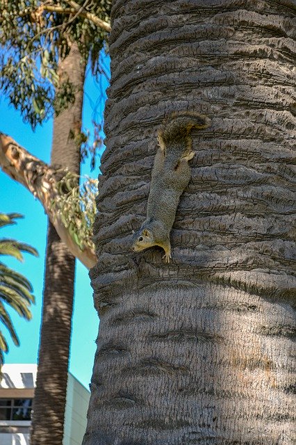 Muat turun percuma Squirrel Mammal - foto atau gambar percuma untuk diedit dengan editor imej dalam talian GIMP