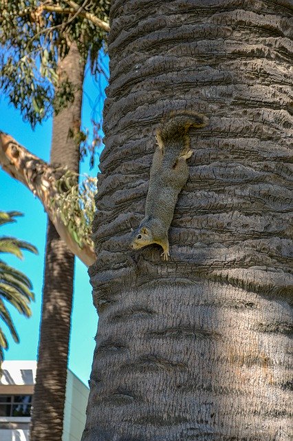 ດາວໂຫຼດຟຣີ Squirrel Mammal - ຮູບພາບ ຫຼືຮູບພາບທີ່ບໍ່ເສຍຄ່າເພື່ອແກ້ໄຂດ້ວຍຕົວແກ້ໄຂຮູບພາບອອນໄລນ໌ GIMP