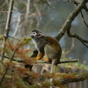 Squirrel Monkey  screen for extension Chrome web store in OffiDocs Chromium