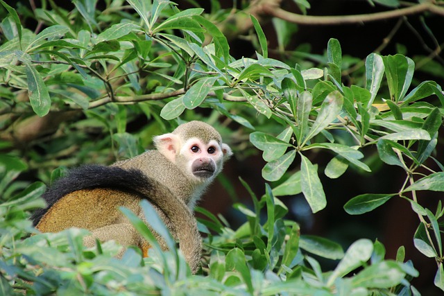 Free download squirrel monkey monkey mammal ape free picture to be edited with GIMP free online image editor