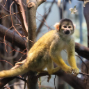 Squirrel MONKEY THEME  screen for extension Chrome web store in OffiDocs Chromium