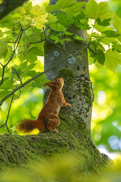 Free download squirrel moss outdoors forest free picture to be edited with GIMP free online image editor
