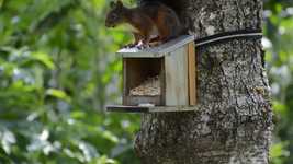 Free download Squirrel Nager Cute -  free video to be edited with OpenShot online video editor