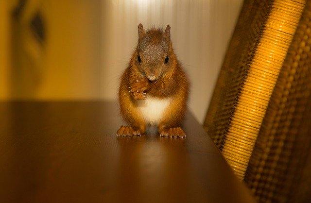 Téléchargement gratuit Squirrel Nager Nature - photo ou image gratuite à éditer avec l'éditeur d'images en ligne GIMP