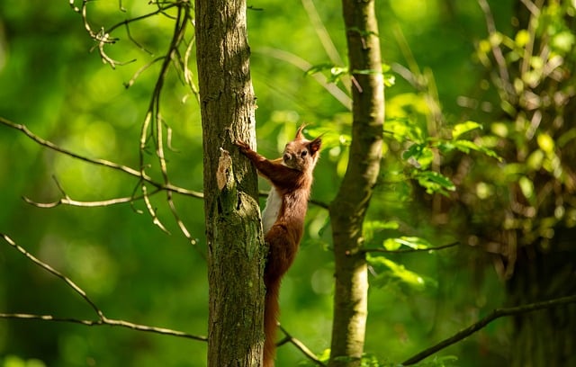 Free download squirrel nature animal rodent free picture to be edited with GIMP free online image editor