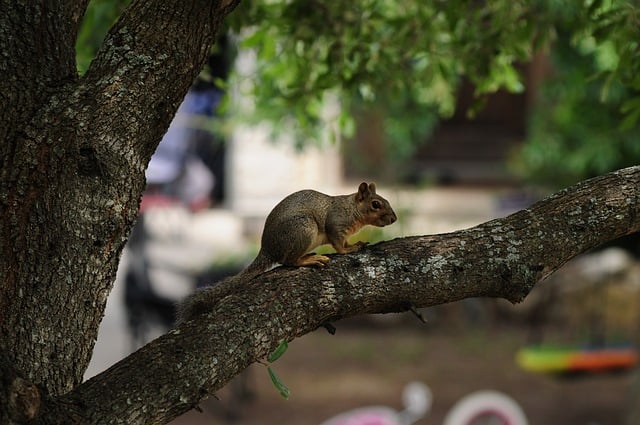 Free download squirrel nature animal wildlife free picture to be edited with GIMP free online image editor