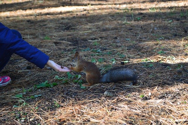 Free download Squirrel Nature Forest -  free photo or picture to be edited with GIMP online image editor