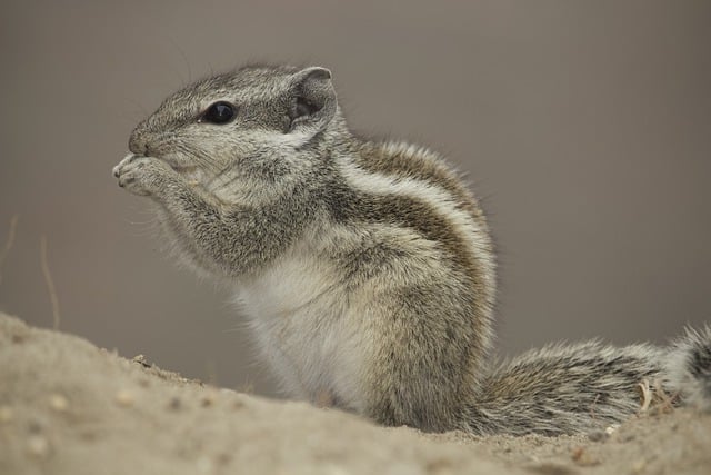 Free download squirrel nature forest fantasy free picture to be edited with GIMP free online image editor