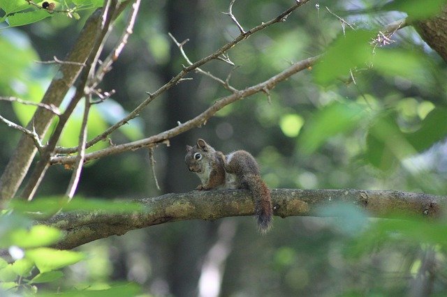 Free download Squirrel Nature Forest New -  free photo or picture to be edited with GIMP online image editor