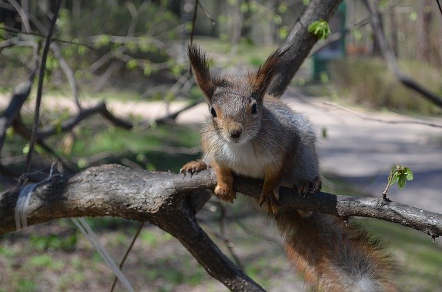 Free download Squirrel Nature Furry -  free photo or picture to be edited with GIMP online image editor