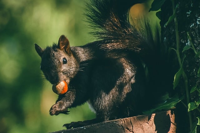 Free download squirrel nature mammal animal free picture to be edited with GIMP free online image editor