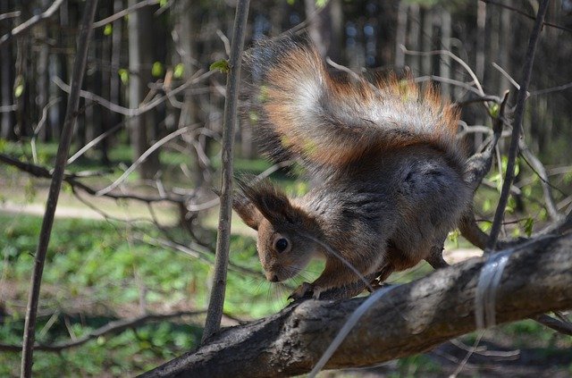 Descarga gratuita Squirrel Nature Moscow - foto o imagen gratuita para editar con el editor de imágenes en línea GIMP