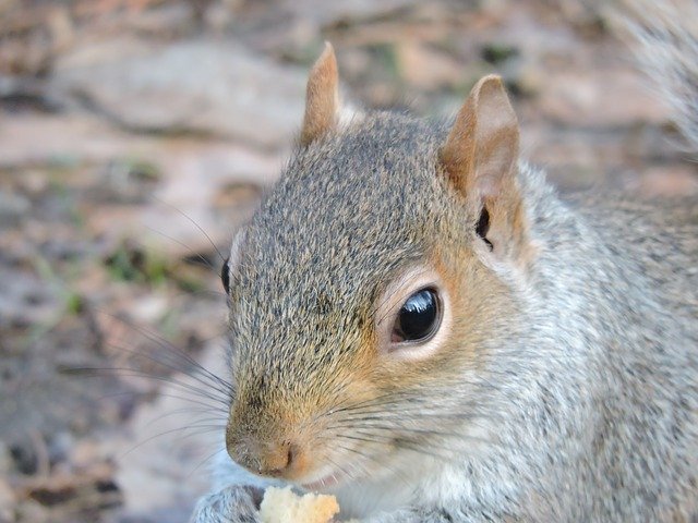 Gratis download Squirrel Nature Park - gratis foto of afbeelding om te bewerken met GIMP online afbeeldingseditor