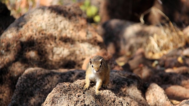 Free download squirrel nature small animals free picture to be edited with GIMP free online image editor