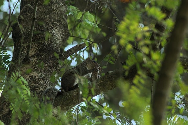 Free download squirrel nature wild kerala mammel free picture to be edited with GIMP free online image editor