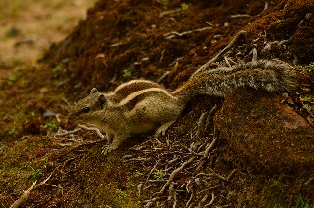 Muat turun percuma Squirrel Nature Wildlife - foto atau gambar percuma percuma untuk diedit dengan editor imej dalam talian GIMP