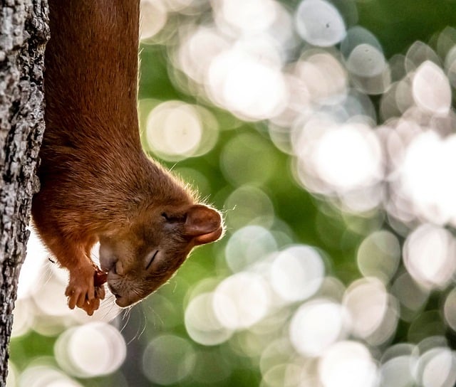 Free download squirrel nature wildlife animal free picture to be edited with GIMP free online image editor