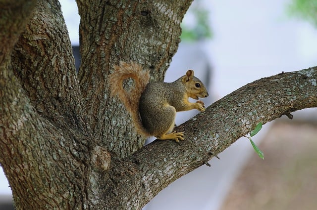 Free download squirrel nature wildlife rodent free picture to be edited with GIMP free online image editor