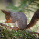 Squirrel on a pine branch  screen for extension Chrome web store in OffiDocs Chromium