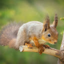Squirrel on a small tree branch  screen for extension Chrome web store in OffiDocs Chromium