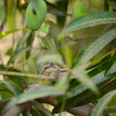 Squirrel on the mango tree  screen for extension Chrome web store in OffiDocs Chromium