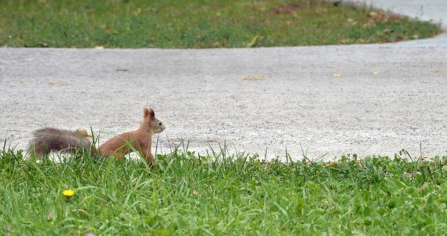 ดาวน์โหลดฟรี Squirrel Park Nature - ภาพถ่ายหรือรูปภาพฟรีที่จะแก้ไขด้วยโปรแกรมแก้ไขรูปภาพออนไลน์ GIMP