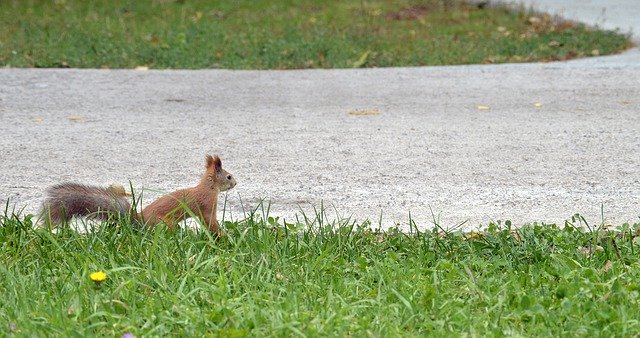 Free download Squirrel Park Nature -  free photo or picture to be edited with GIMP online image editor