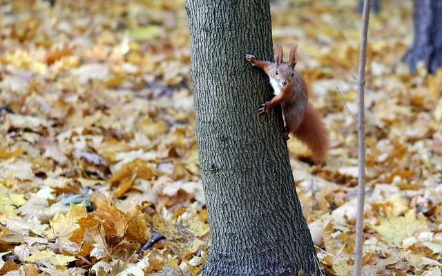 Free download Squirrel Pet Hang -  free photo or picture to be edited with GIMP online image editor