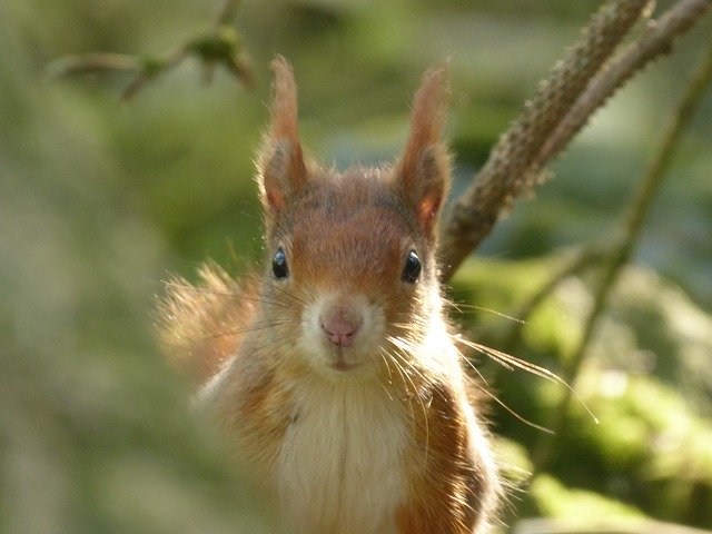 Muat turun percuma Squirrel Red Face - foto atau gambar percuma untuk diedit dengan editor imej dalam talian GIMP