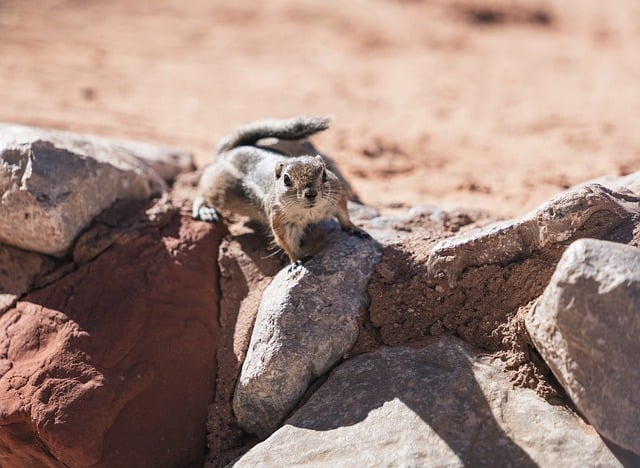 Free download squirrel rock cheeks desert sun free picture to be edited with GIMP free online image editor