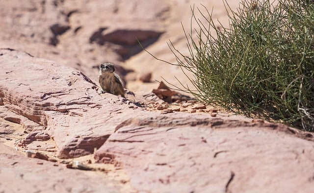 Free download squirrel rocks sandstone desert free picture to be edited with GIMP free online image editor